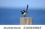 Small photo of Male superb fairy wren on a wooden post