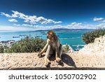 The Barbary Macaque Monkeys Of...