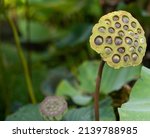 Close Up Of Lotus Seed Pods...