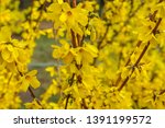 Forsythia flowers in front of with green grass and blue sky. Golden Bell, Border Forsythia.