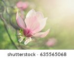 Flower Magnolia Flowering...