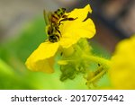 Honey Bee On A Yellow Cucumber...