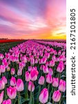 A field of pink tulips at dawn. ...