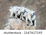 Five baby goats on a rock. five ...