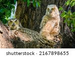 Owl family on a tree. owls in...