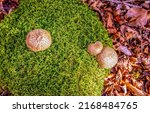 Mushrooms in the moss of the...