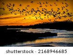Small photo of Bird flock at sunset landscape. Bird flock in sky at sunset scene