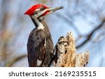 A Woodpecker Is Sitting On A...