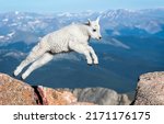 White mountain baby goat jumps. ...