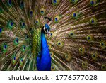 Peacock Tail. Elegant Colourful ...