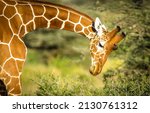 Portrait of a giraffe in the...