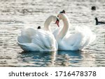 Two white swan couple in love