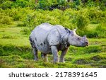 Rhinoceros in green nature....