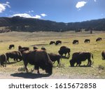 Buffalo in a field in Wyoming