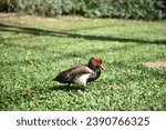 Small photo of Duck in the grass. Red-throated pochard (Netta rufina)
