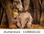 Baby African Elephant Under The ...