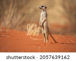A very cute meerkat stands in the Kalahari Desert, Namibia