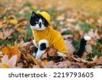 Cute cat in a yellow hat and yellow sweater in the autumn park. Autumn background.