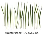 Grass Blades Isolated On White