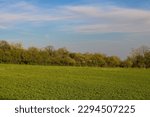 Green clover field with the line of bushes on the horizon and blue sky with light white clouds. Photo taken right before sunset. Warm light, calming scenery. Beautiful sunny day in Nothern Bohemia. 