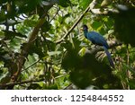 Great Blue Turaco Perched In...