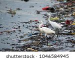 Little Egrets In The Midst Of...