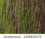 Moss Cover On Tree Bark...