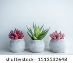 Concrete pots minimal style. Pink, red and green succulent plants in modern round concrete planters on wooden shelf isolated on white background with copy space.
