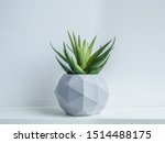 Concrete pot. Green succulent plant in modern geometric concrete planter on wooden shelf isolated on white background.