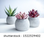 Concrete pots minimal style. Close-up pink, red and green succulent plants in modern round concrete planters on white background.