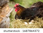 Chicken Hatching Eggs. The...