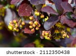 Small photo of Barberry berry flowers. Flowers appear singly or in clusters of 20 per head. They are yellow or orange, with six sepals and six petals.