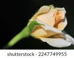 Small photo of Garden rose with shallow depth of field Bright vitality fills the entire bouquet Large flower with a high center and corrugated petals Heady lavender scent