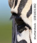 Plains Zebra   Up Close