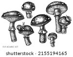 Forest Mushrooms Vintage Vector ...