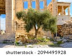 Small photo of Athena's Sacred Olive Tree alongside the Erechtheion near the Parthenon on Acropolis Hill in Athens, Greece.