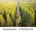 Small photo of Aerial drone view of coniferous forest sunlit by the evening sun in spring. Forest swathe, tree free strip in the spruce forest.