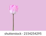 Small photo of Pink tulip flower isolated on pink background. Copy space. Modern, puristic springtime background.
