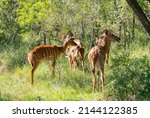 Nyala Antelopes In Hluhluwe...