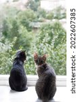 Small photo of Two kittens watching in the window. Tigerish cat and black cat.