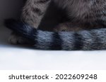 Small photo of Close up of cat's fur. Tigerish cat fur. Cat sitting on white surface. Cozy cat. Cat paws and tail.