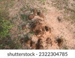 Small photo of Snake Anthill in field. snake burrow or snake house made by red soil in Indian forest. Ant hill or snakes house in the forest. Makes it a termite, but a snake lives in it.
