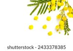 Mimosa spring flowers branch...