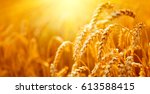 Wheat Field. Ears Of Golden...