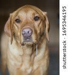 Small photo of A pet labrador retriever dog portrait with drool and saliva dribbling from its mouth and drooling whilst waiting for food