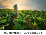 Small photo of Agriculture work on cropping data analysis by tablet and flare light morning in tobacco farm field .technology for plantation data link with internet make a good plant organic product and non-toxic