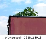 Small photo of damaged roof edge and parapet detail. red metal cladding and warped metal flashing. green plant growing on the roof. lack of maintenance concept. roof upkeep and cleaning. blue sky and white clouds.