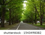 Small photo of Green tree tunnel. Jingo trees are on both sides of the quiet road.
