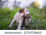 Small photo of An adorable white fur beagle puppy,a special type of beagle dog, scratching its body on the grass field ,focus on eye,shot with shallow depth of field bokeh background.