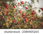 Red rosehip berries on the branches. Romantic autumn still life with rosehip berries. Wrinkled berries of rosehip on a bush on late Fall. Hawthorn berries are tiny fruits that grow on trees and shrubs